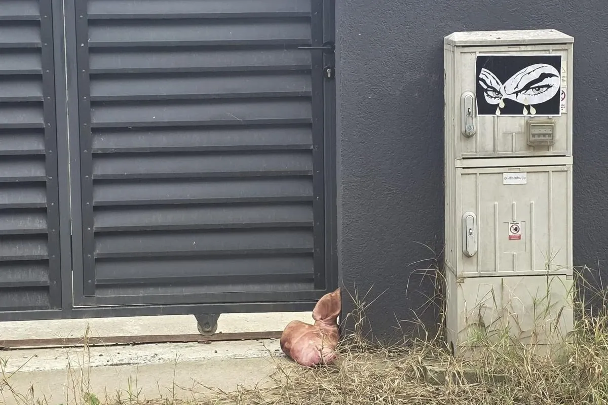 Un cap de porc a fost lăsat în fața casei lui Marius Lulea